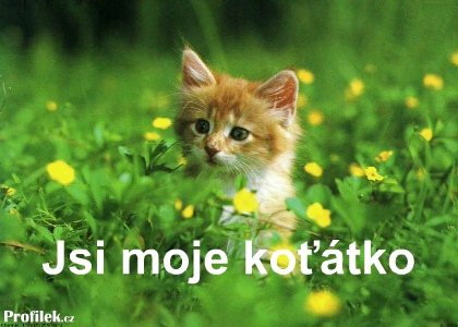 jsi-moje-kotatko.jpg